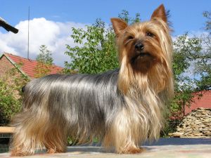 australsky_silky_terier_Eymy_silky_fancy.jpg