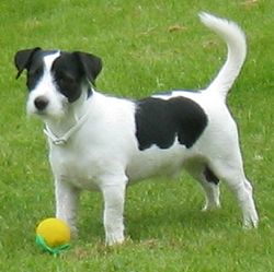 250px-Jackrussellinterrieri.jpg