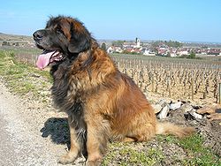 (19)leonberger 