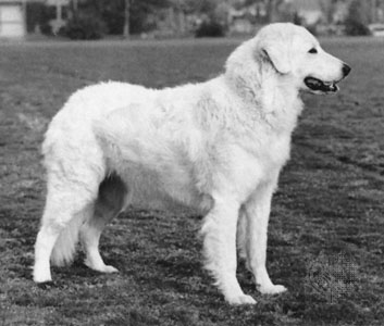 kuvasz 