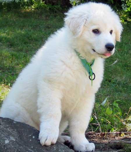 kuvasz :-)