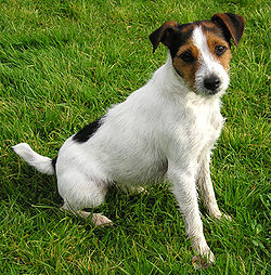 Parson_Russell_Terrier