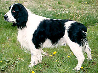 anglický špringršpaněl