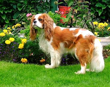 king charles španěl