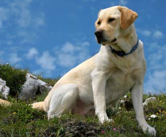 labrador retriever.