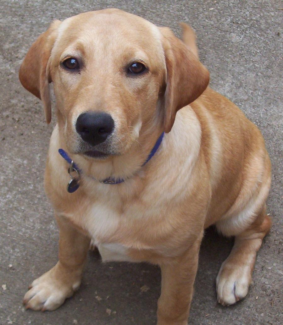 labrador