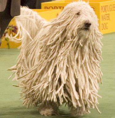 komondor