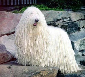Komondor2