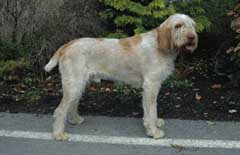 italský spinone