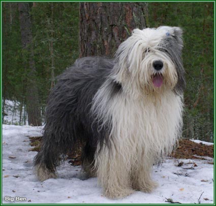 bobtail