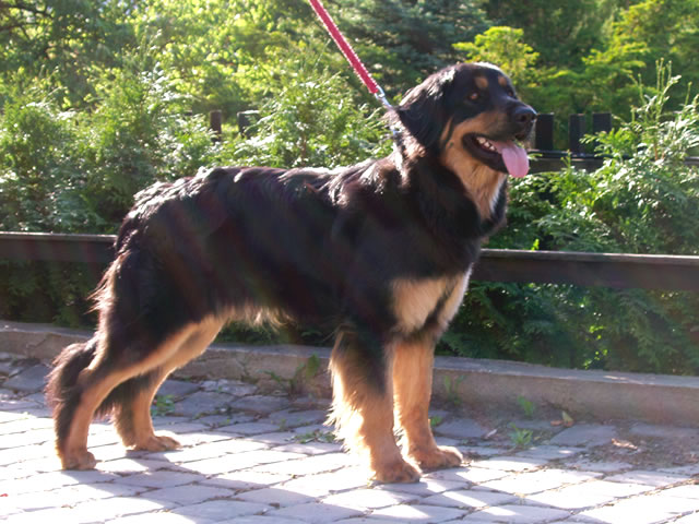 Hovawart:-).jpg