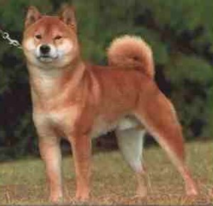 shiba.jpg