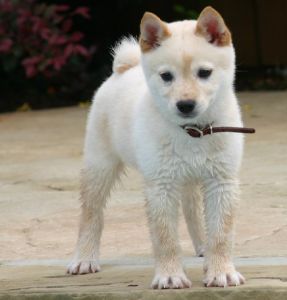 shiba inu.jpg