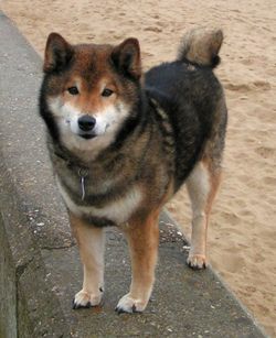 Shiba-Inu.jpg