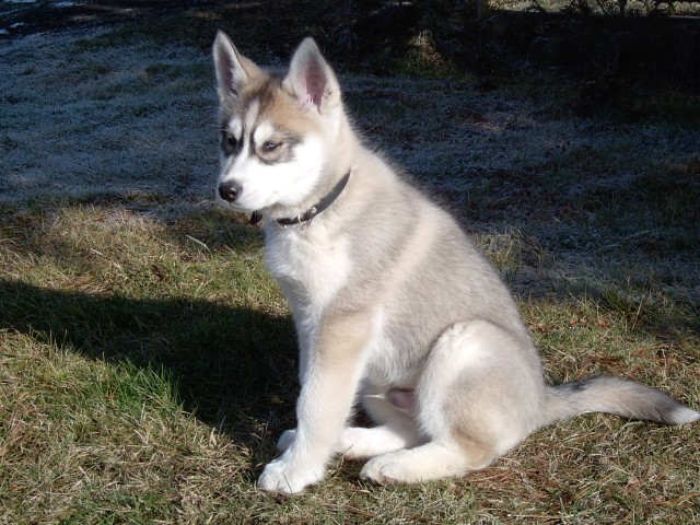 sibiřský husky.jpg