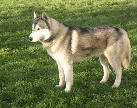 sibiřský husky :-)