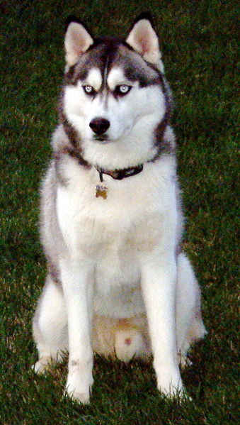 husky.jpg