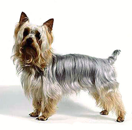 australian-silky-terrier.jpg
